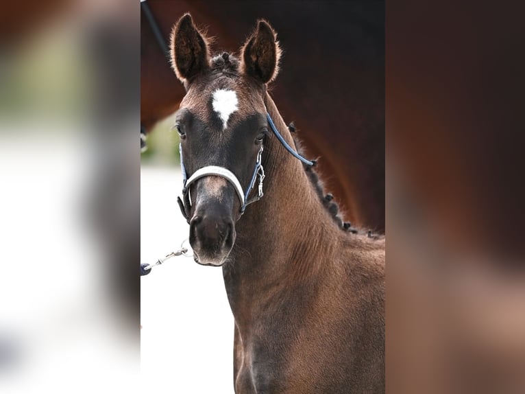 KWPN Stallion Foal (04/2024) Bay-Dark in Dilsen Stokkem