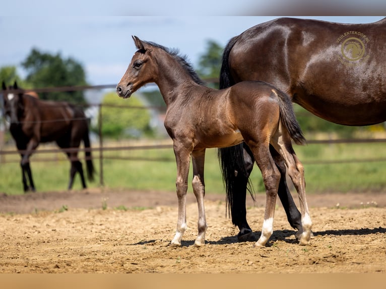 KWPN Stallion Foal (05/2026) Bay-Dark in Kalmthout
