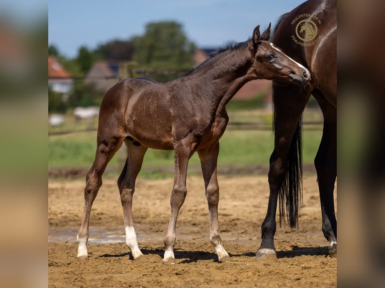 KWPN Stallion Foal (05/2026) Bay-Dark in Kalmthout