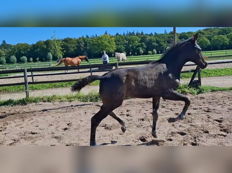 KWPN Stallion Foal (05/2025) Bay-Dark in Muiderberg