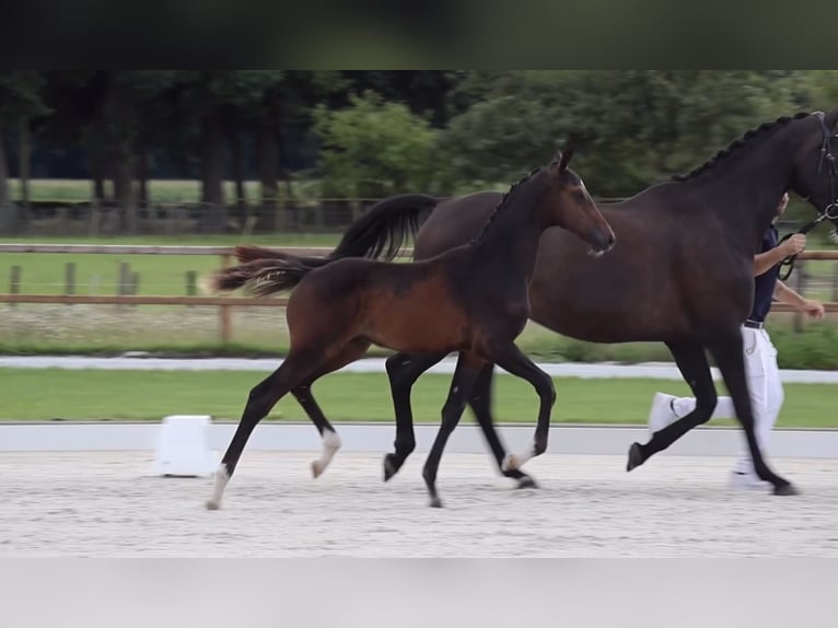 KWPN Stallion Foal (04/2025) Bay-Dark in Neede