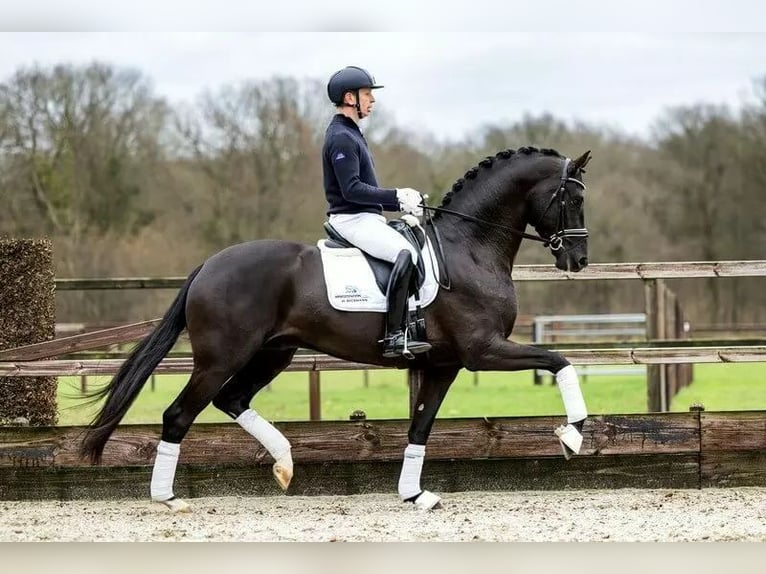KWPN Stallion Foal (04/2025) Bay-Dark in Neede