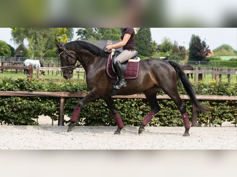 KWPN Stallion Foal (04/2025) Bay-Dark in Neede
