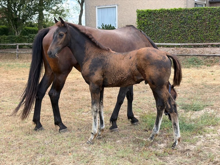 KWPN Stallion Foal (05/2026) Bay-Dark in Nuland