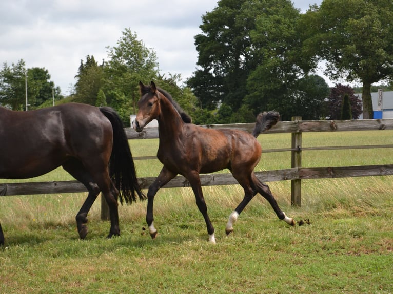 KWPN Stallion Foal (02/2025) Bay-Dark in Slagharen