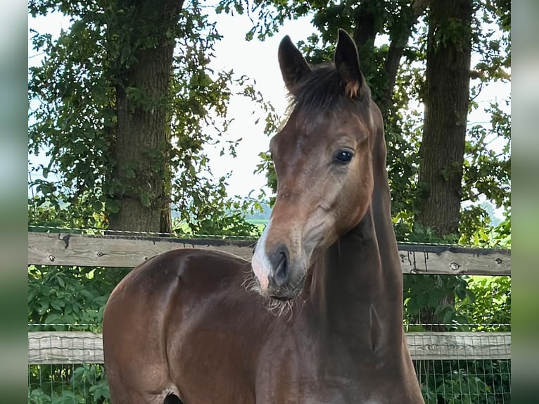 KWPN Stallion Foal (02/2025) Bay-Dark in Slagharen