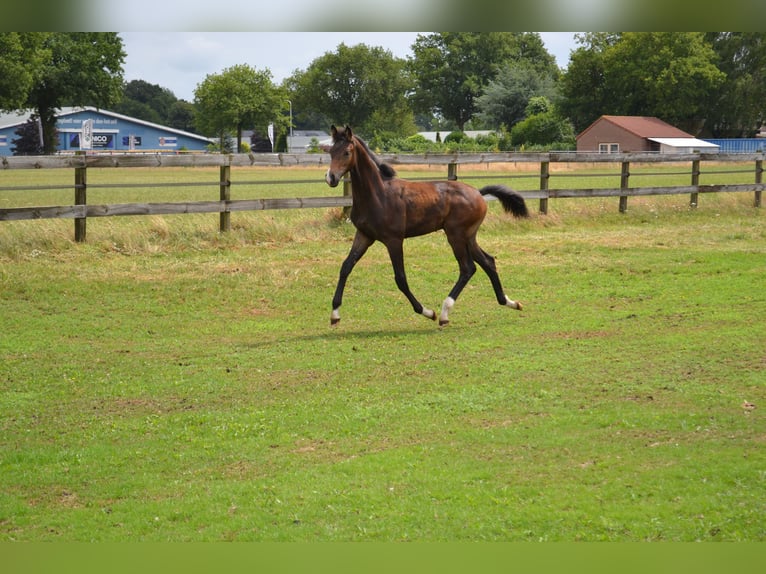 KWPN Stallion Foal (02/2025) Bay-Dark in Slagharen
