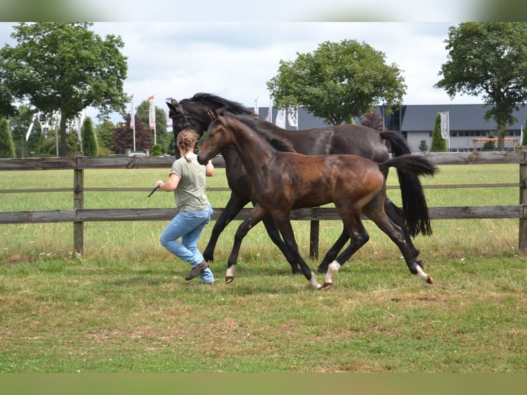 KWPN Stallion Foal (02/2025) Bay-Dark in Slagharen