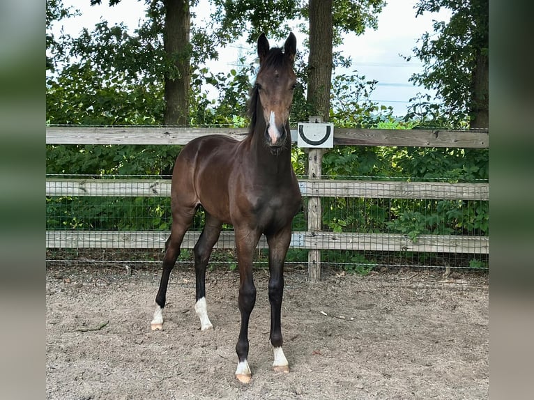 KWPN Stallion Foal (02/2025) Bay-Dark in Slagharen