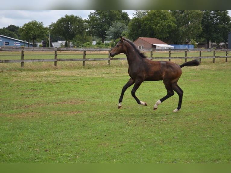 KWPN Stallion Foal (02/2025) Bay-Dark in Slagharen