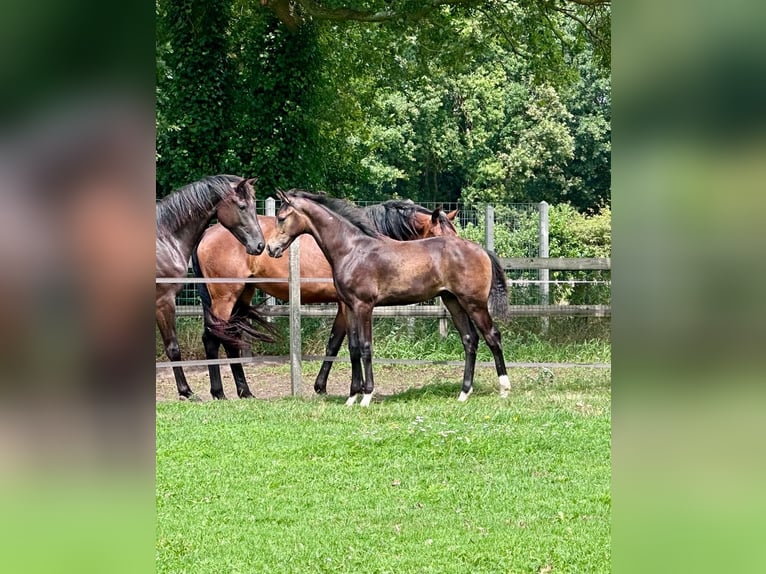 KWPN Stallion Foal (02/2025) Bay-Dark in Slagharen