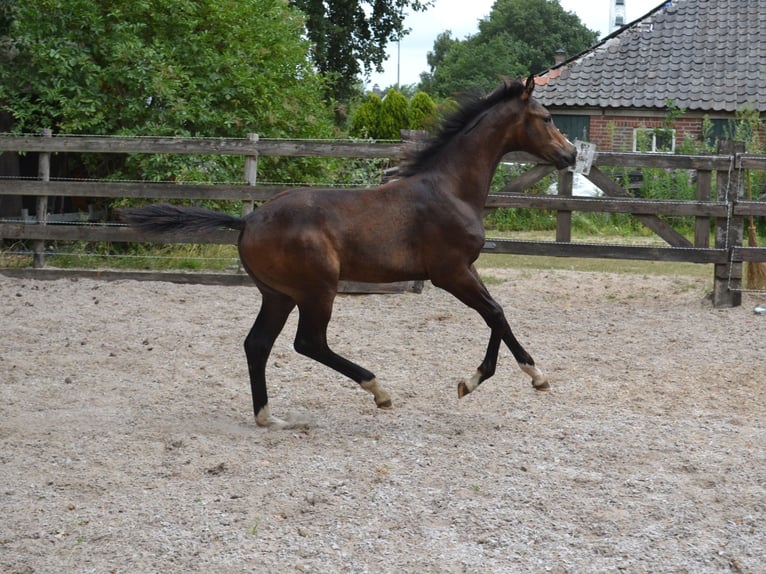 KWPN Stallion Foal (02/2025) Bay-Dark in Slagharen