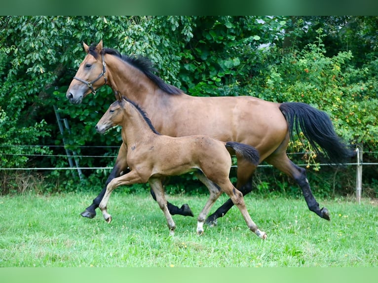 KWPN Stallion  Bay-Dark in Wijhe