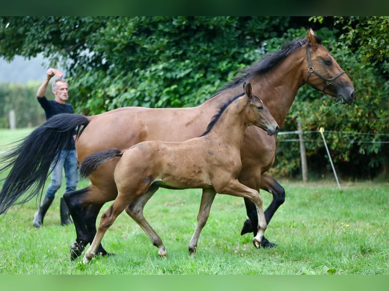 KWPN Stallion  Bay-Dark in Wijhe