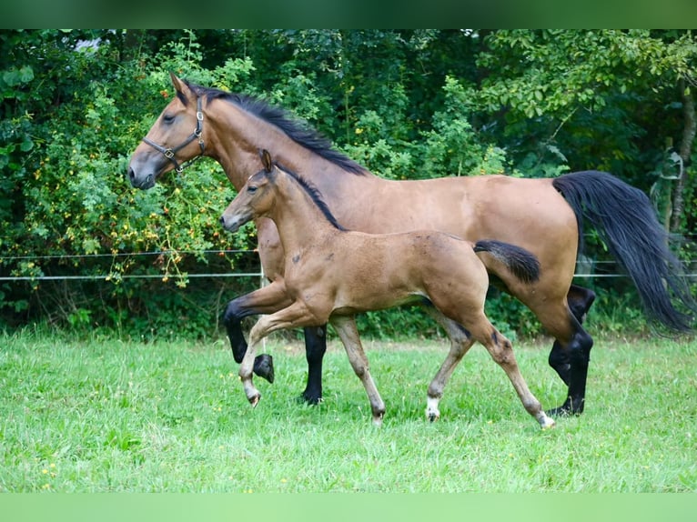 KWPN Stallion  Bay-Dark in Wijhe