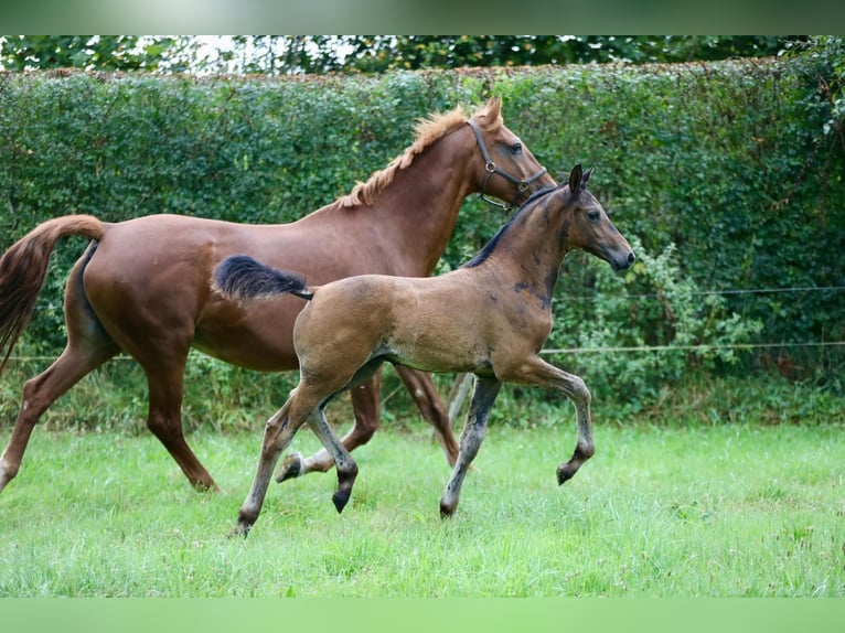 KWPN Stallion  Bay-Dark in Wijhe