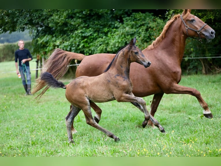 KWPN Stallion  Bay-Dark in Wijhe