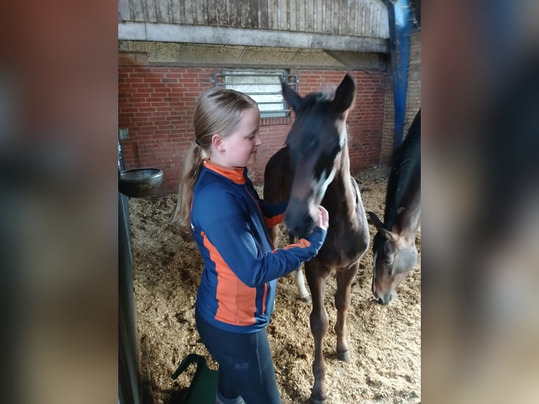 KWPN Stallion Foal (04/2025) Bay-Dark in Lunde