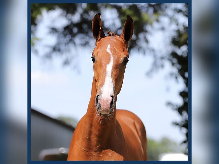 KWPN Stallion Foal (03/2024) Bay-Dark in Gieten