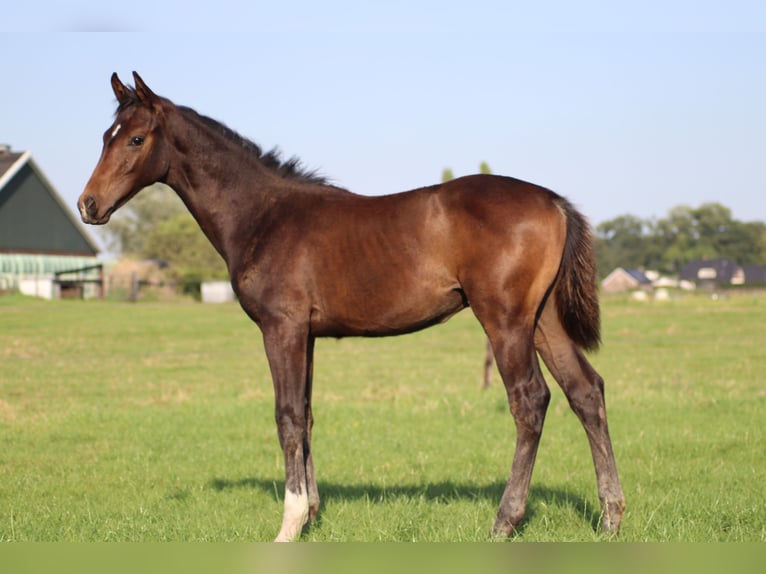 KWPN Stallion Foal (04/2024) Bay-Dark in GROTE-BROGEL