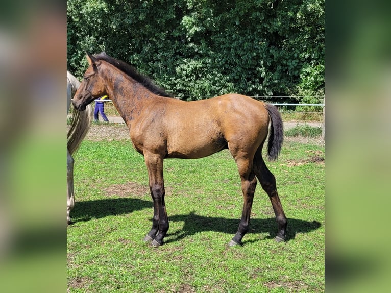 KWPN Stallion Foal (05/2025) Bay-Dark in Schaijk
