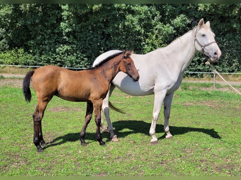 KWPN Stallion Foal (05/2025) Bay-Dark in Schaijk