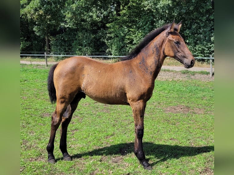 KWPN Stallion Foal (05/2025) Bay-Dark in Schaijk