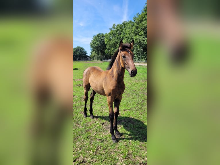 KWPN Stallion Foal (05/2025) Bay-Dark in Schaijk