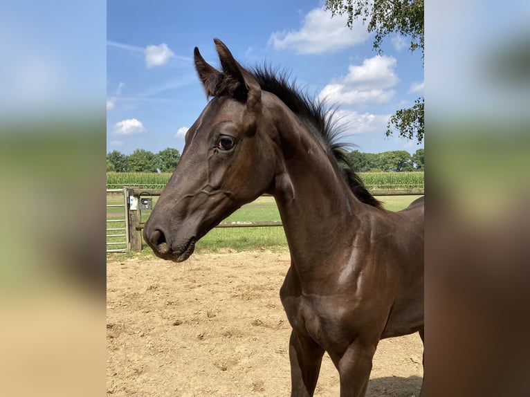 KWPN Stallion Foal (01/2025) Bay-Dark in Westendorp