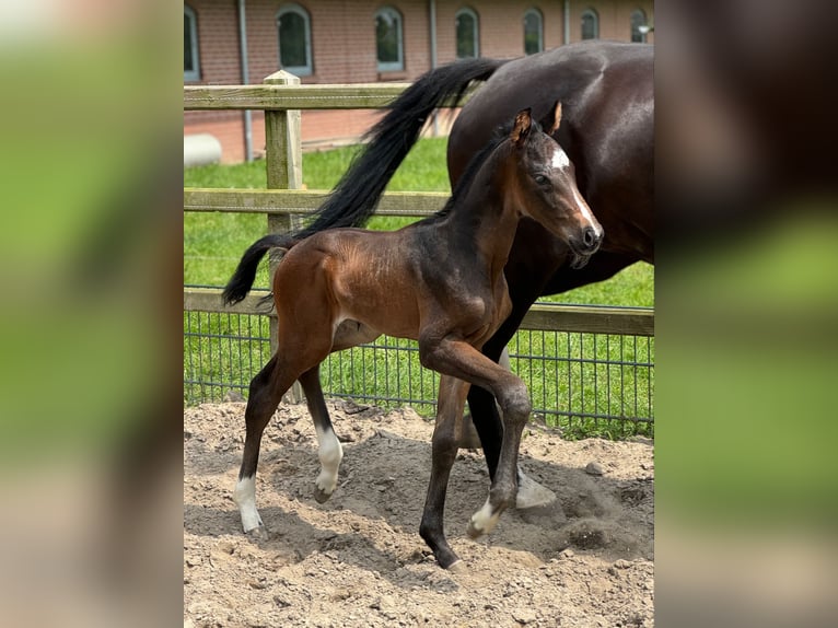 KWPN Stallion Foal (06/2024) Bay in Dreumel