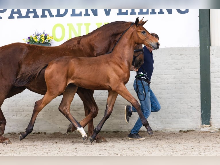 KWPN Stallion Foal (02/2026) Bay in Heerde