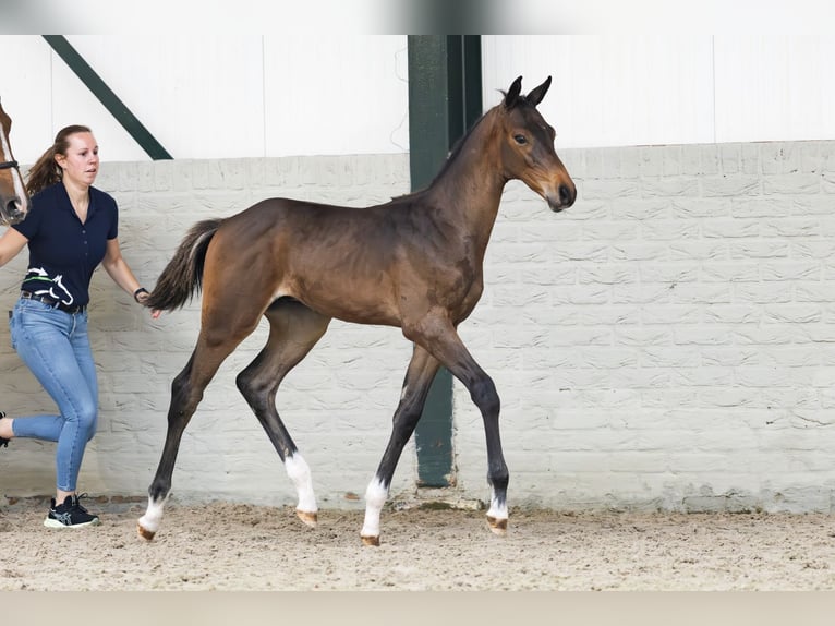 KWPN Stallion  Bay in Heerde