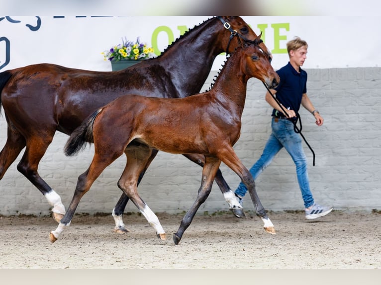 KWPN Stallion Foal (02/2026) Bay in Heerde