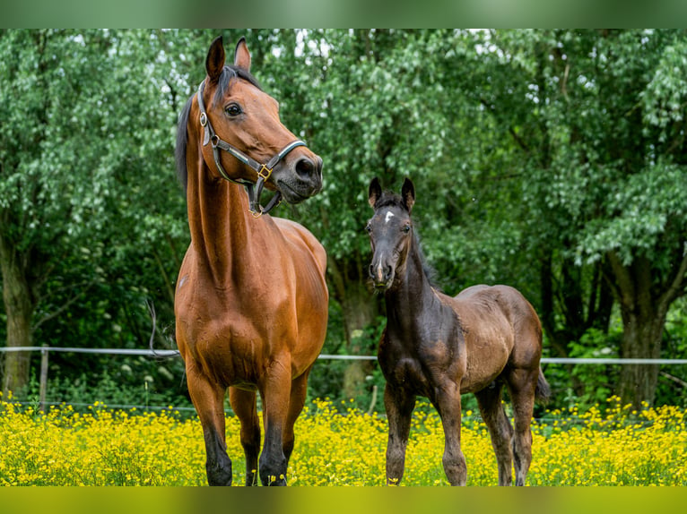 KWPN Stallion Foal (02/2024) Black in Alphen aan den rijn