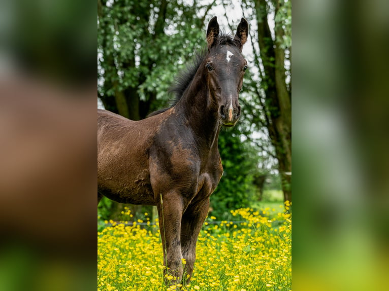 KWPN Stallion Foal (02/2024) Black in Alphen aan den rijn