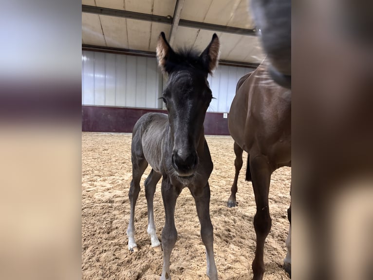 KWPN Stallion Foal (05/2026) Black in Bergharen