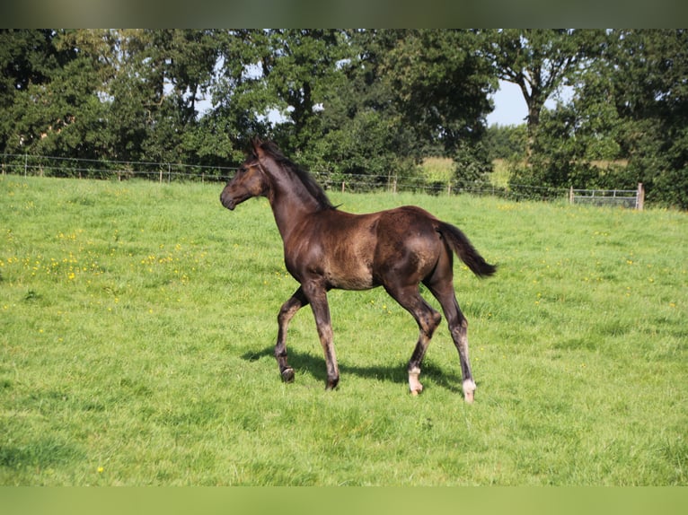 KWPN Stallion Foal (04/2024) Black in Boelenslaan