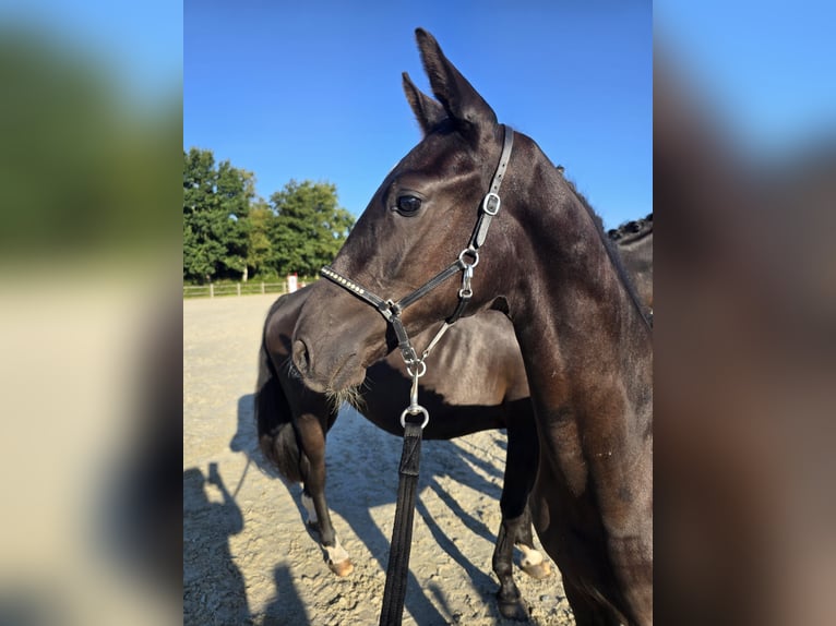 KWPN Stallion Foal (05/2025) Black in Damw&#xE2;ld