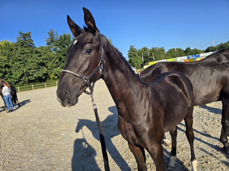 KWPN Stallion Foal (05/2025) Black in Damw&#xE2;ld