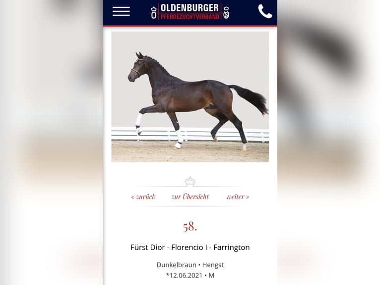 KWPN Stallion Foal (05/2025) Black in Damw&#xE2;ld