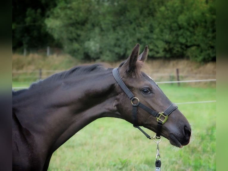 KWPN Stallion Foal (05/2025) Black in Emst