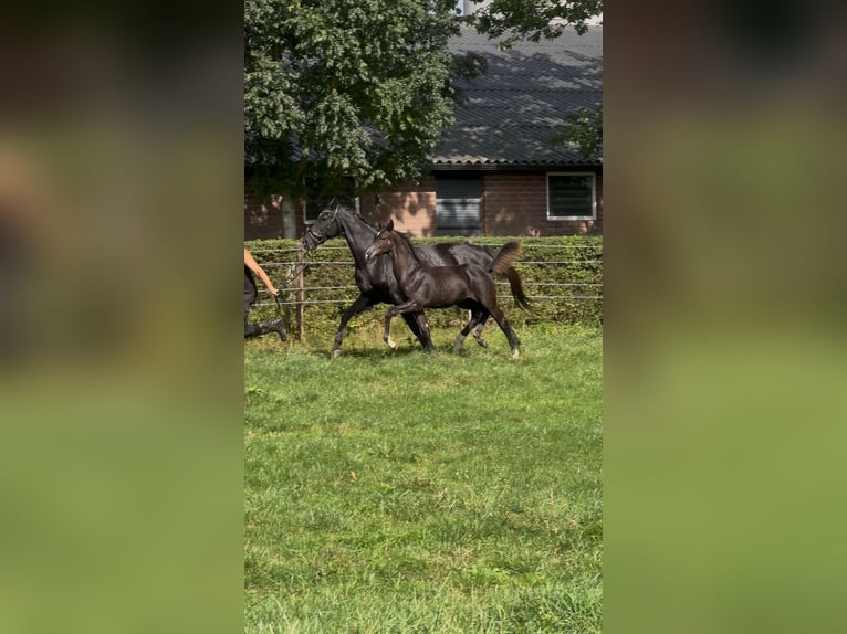 KWPN Stallion Foal (05/2025) Black in Emst