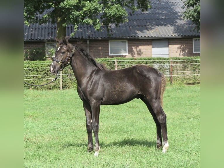 KWPN Stallion Foal (05/2025) Black in Emst