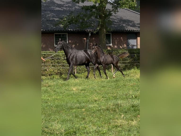 KWPN Stallion Foal (05/2025) Black in Emst