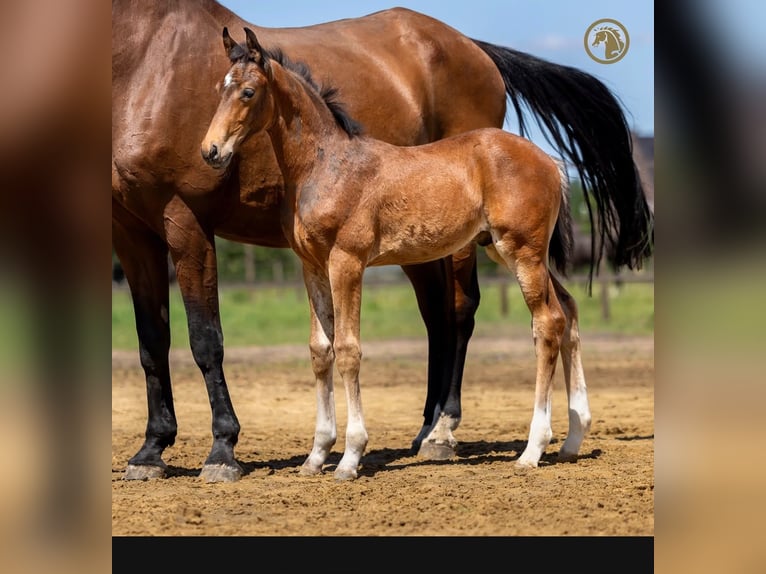 KWPN Stallion Foal (03/2026) Black in Kalmthout