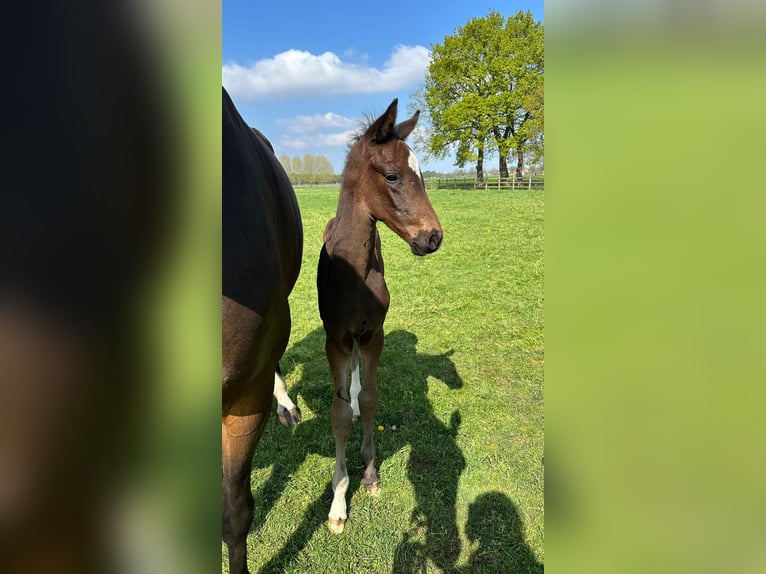 KWPN Stallion Foal (01/2026) Black in Kalmthout