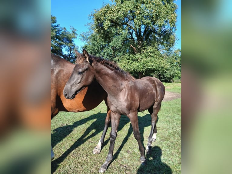 KWPN Stallion Foal (04/2025) Black in L&#xF6;ningen