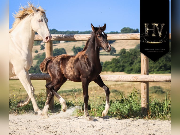 KWPN Stallion  Black in Marly-sous-Issy