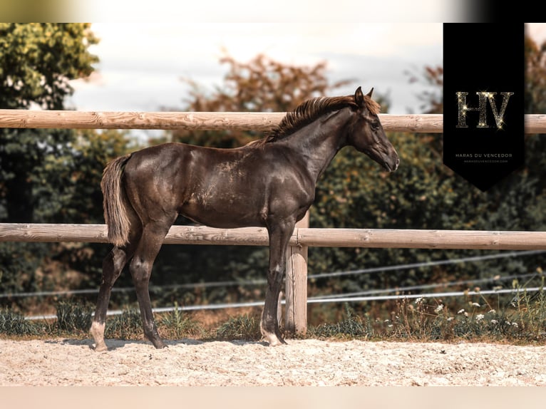 KWPN Stallion Foal (01/2025) Black in Marly-sous-Issy