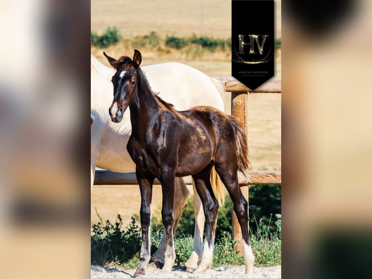 KWPN Stallion  Black in Marly-sous-Issy